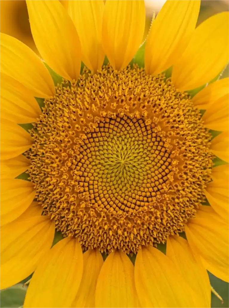 Tocopherol, vitamin E — antioxidant that protects lipids from UV damage